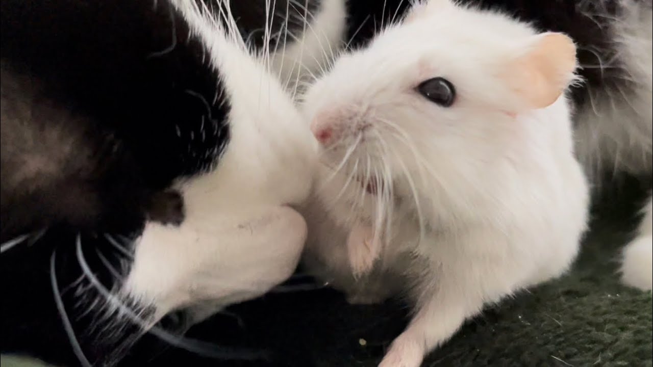 おやつの時間😽❤️🐭 Snack time🍍