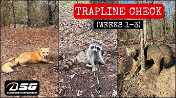 TRAPLINE CHECK #1!!! [Weeks 1-3] - TRAPPING - VLOG - (2021) **Coons, Foxes & Possums**