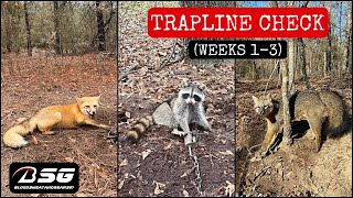 Celebrity TRAPLINE CHECK #1!!! [Weeks 1-3] - TRAPPING - VLOG - (2021) **Coons, Foxes & Possums** Profile