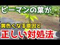 【ピーマン】の葉が黄色い原因と間違えてはいけない対処法についてお話しします。【家庭菜園】