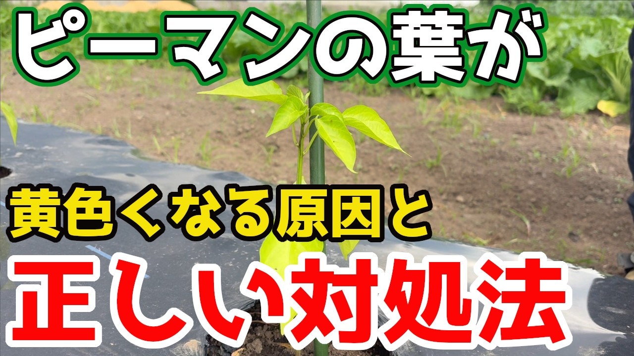 【ピーマン】の葉が黄色い原因と間違えてはいけない対処法についてお話しします。【家庭菜園】