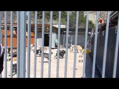 1 30 ძაღლების თავშესაფარი new