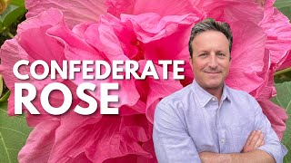 Confederate Rose: The Must-Have Fall Flower for Your Garden