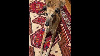 Juliet’s Journey  is live in Edinburgh Scotland Friday Night Vibes #animallovers  #jamaicanvlogger