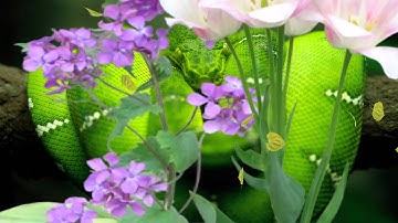 Snakes Animated Wallpaper http://www.desktopanimated.com