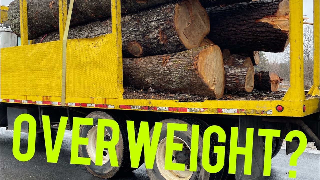 How to remove trees completely? 2 Pine trees gone stumps and all! - YouTube