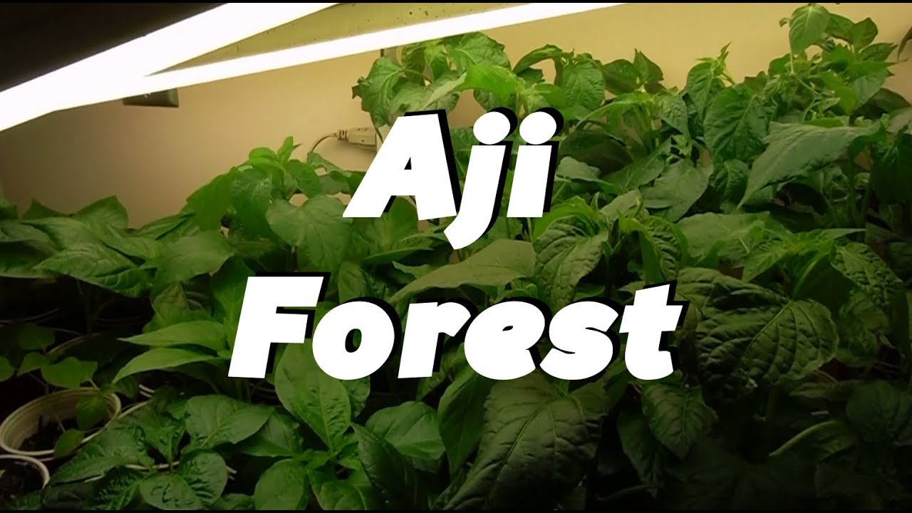 watershed Aji Forest: Super Hot Peppers