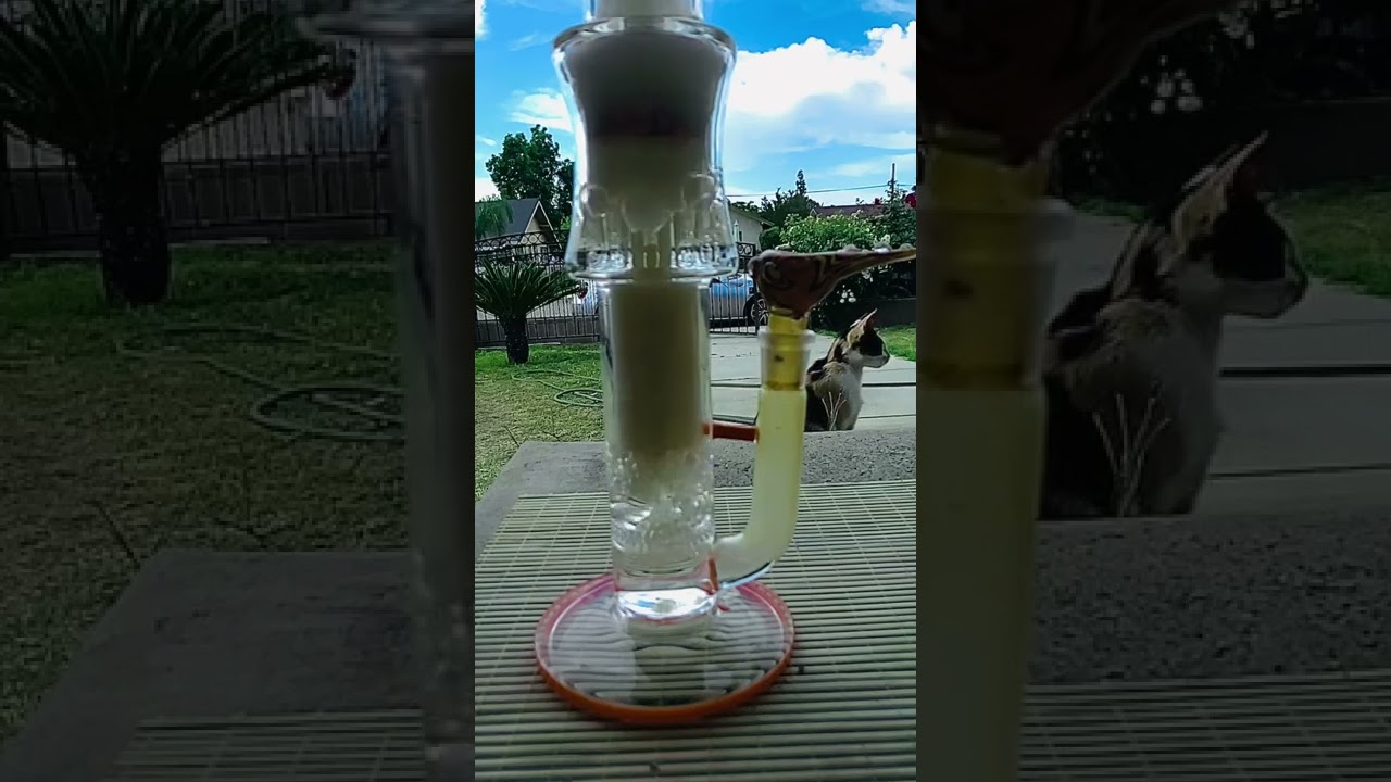 Nice weather for some bong rips 🤙🏼 w/ My New Bong 16″ MK100 Treeperc Discoball Straight Waterpipe