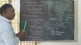 12Th Standard Zoologya Ual Reproduction In Strobilationpart 12