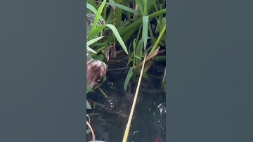 Câu Dính Cá Rô Mề Khủng