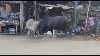 bull fight on road screenshot 1