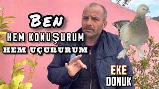 ERKEK KUŞ ÇALIŞACAK / UÇUM VİDEOSU / EKE ERKEK DONUK KARANFİLLİ / AYTEKİN AKYÜZ