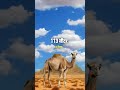 konsa janvar sabse jyada pani pita he 🐪 #facts