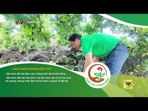 Canh Tác Thông Minh | Hướng Dẫn Kỹ Thuật Bón Phân Hữu Cơ Chuẩn Địa Hình Cho Cây Bơ 🥑