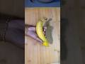 Fun banana cutting asmr cuttingasmr asmr youtubeshorts shorts viral trending