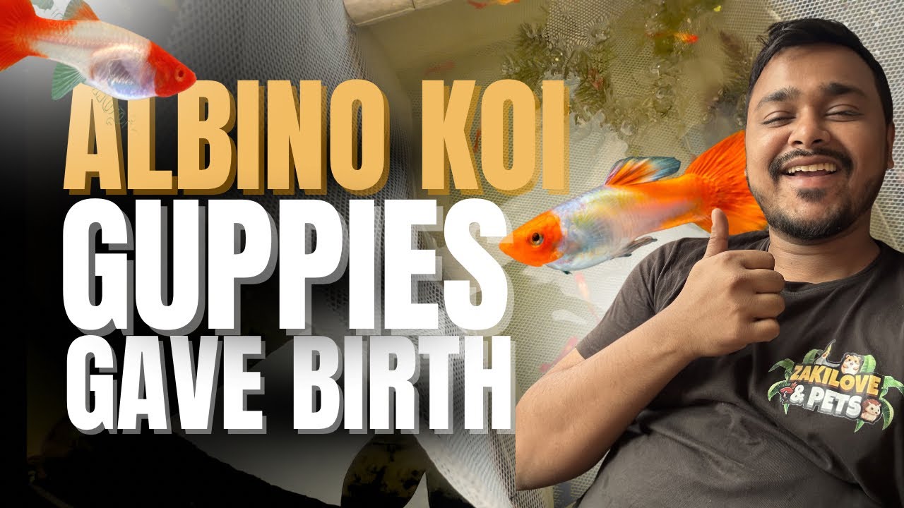 Albino Koi Guppies Finally Gave Birth!! 😍❤️😭