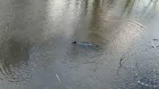 Baltic ringed seal hunts in Saint Petersburg park