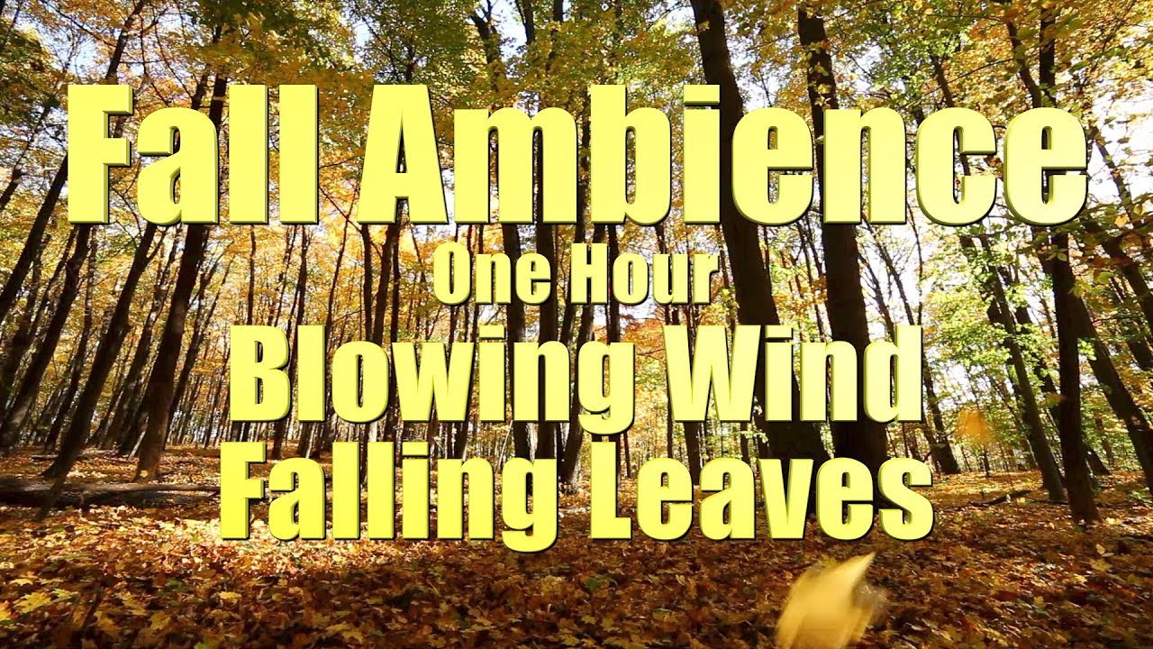 Fall Ambience Falling Leaves Wind Blowing Through Trees 1 Hour of