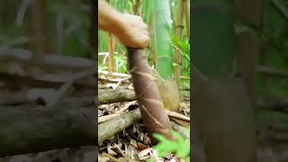 farmers harvest bamboo shoots with satisfactory results #shorts