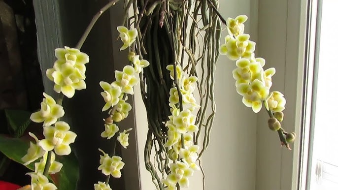 Rus qizlari va ularning hojatxona qullari ishtirokidagi rus pornosini tomosha qiling.