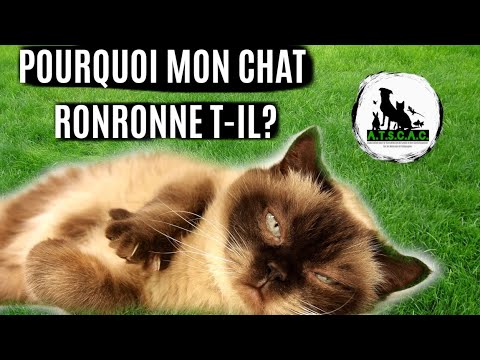 Vidéo: Pourquoi mon chat ronron autant?