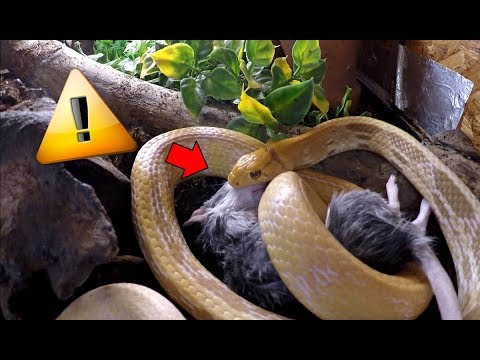 snake reptiles pictures Grosse Attaque d'une ASIATIQUE sur un rat , je donne de la bouffe aux serpents !
