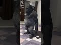 Unity AR Foundation Template - AR Animals - Downloadable
