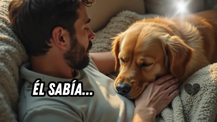 El perro se tumbó en el regazo… y nunca más se levantó