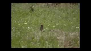 Burrowing Owls and Prairie Dogs in Badlands National Park