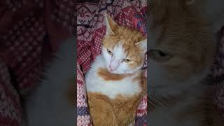 Bomeanian Catsody