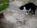 Cats & Crabs fighting compilation