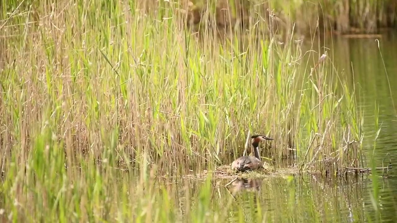 Great Crested Grebe Nesting in Reeds | Wild Bird Behavior