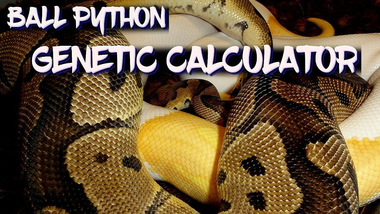 Ball Python Genetic Calculator - YouTube