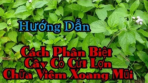 Phân biệt cây Cỏ Cứt Lợn dùng chữa viêm xoang, viêm mũi
