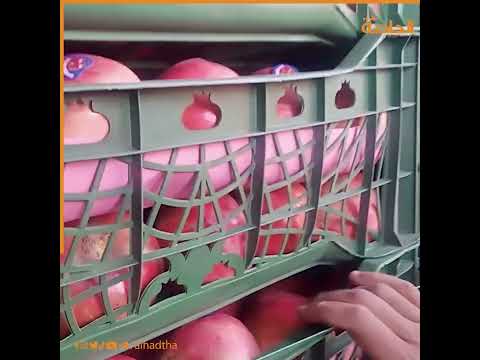 قبل التصدير إلى الدول العربية اللحظات الأخيرة لجمع وتغليف الرمان في أسيوط