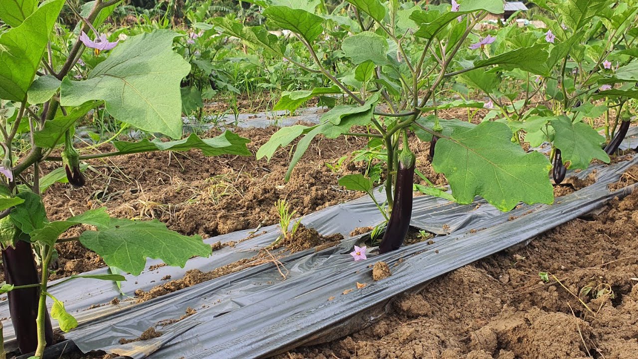 CALIXTO F1 || MAY PANG ULAM NA