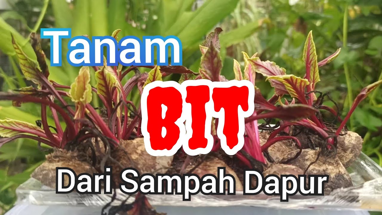 Cara Menanam Tanaman Bit Dari Sampah Dapur