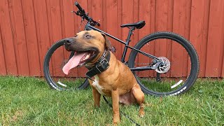 Biking with my Pitbull ! by K9 Swift 216 views 1 year ago 8 minutes, 10 seconds