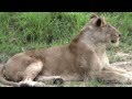 Lioness, her 2 cubs & the Pride of Lions. Sabi Sabi,South Africa, Dec
2012