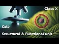 Cell The Structural and Functional Unit of Life Class 10 Biology ICSE #cell #icseboard #biology
