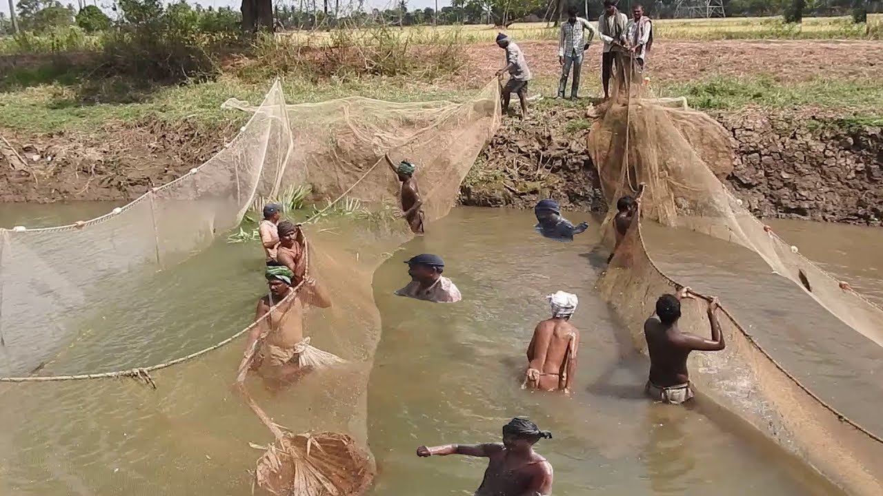 BinBin Fish hunt Catfish "Fishing" in canal / Fish Hunt Fishing 
