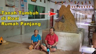 🐝Sarang Beribu Ribu Serangga 🐝🐝Kisah Tanah Tumbuh/Nanga Jambu,Batang Ai.Borneo.