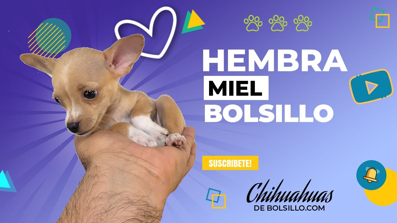 Perros Mini Toy Chihuahua - Hembra Miel de Bolsillo - YouTube