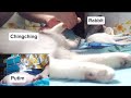 Gupit Kuko sa Apat ang Paa😻 | leahpanao vlog