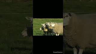 Sheep Voice With Funny Sheep Sounds Video