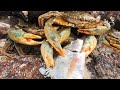 阿彬赶海碰到食肉蟹群，围在一堆分食大黑鲷，后半截身子都吃没了