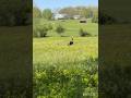 «Редкий момент с индейкой в золотых полях — охота одним выстрелом 🦃#turkey#shortvideo#wildlife