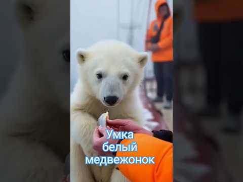 Умка белый медвежонок Всем хорошего настроения #умка #медвежонок #настроение #позитив #shorts