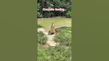 Big crocodile feeding #crocodile #animals #borneo #travel #wanderinghornbill