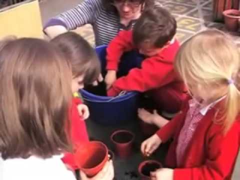 Children Planting Runner Beans At Orleton Primary School - YouTube